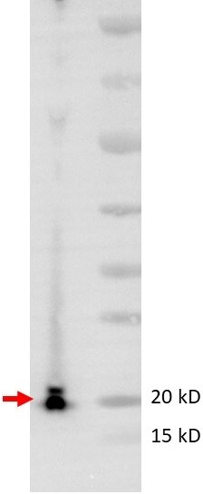 LC3A Antibody - BSA Free NB100-2331