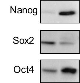 OCT4 Antibody - BSA Free NB100-2379