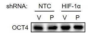 OCT4 Antibody - BSA Free NB100-2379
