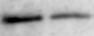 HRD1 Antibody - BSA Free NB100-2526