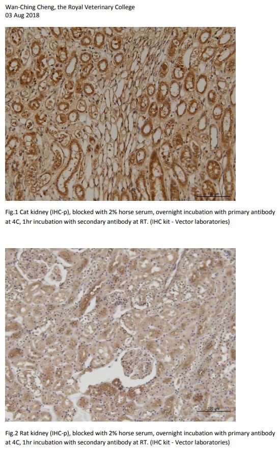 LOX Antibody - BSA Free NB100-2527