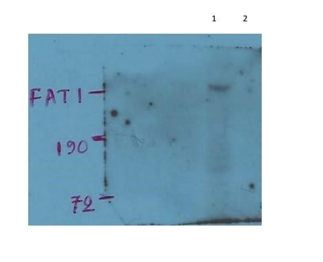 FAT1 Antibody (FAT-1 3D7/1) - BSA Free NB100-2693