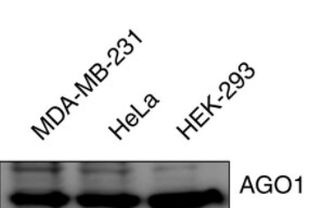 AGO1/EIF2C1 Antibody NB100-2817
