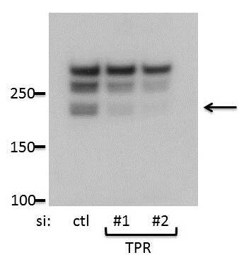 TPR Antibody NB100-2864