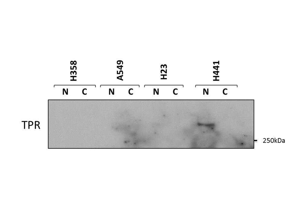 TPR Antibody NB100-2867