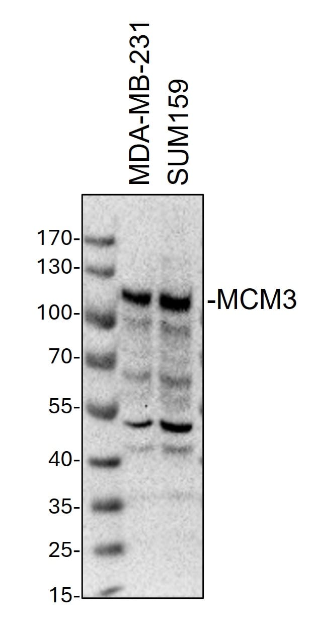MCM3 Antibody - BSA Free NB100-289
