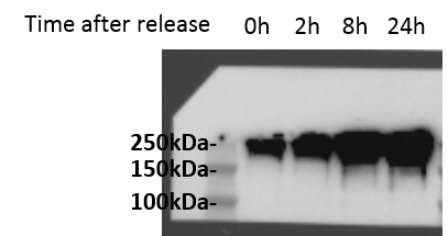 53BP1 Antibody - BSA Free NB100-304