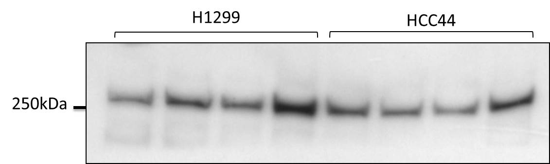 ATR Antibody - BSA Free NB100-323