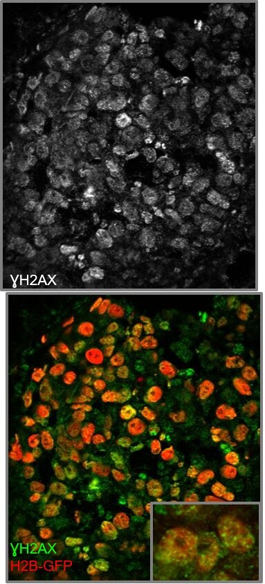Histone H2AX [p Ser139] Antibody - BSA Free NB100-384