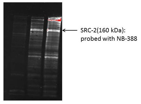 NCOA2 Antibody - BSA Free NB100-388