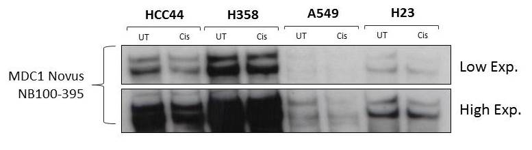 MDC1 Antibody - BSA Free NB100-395