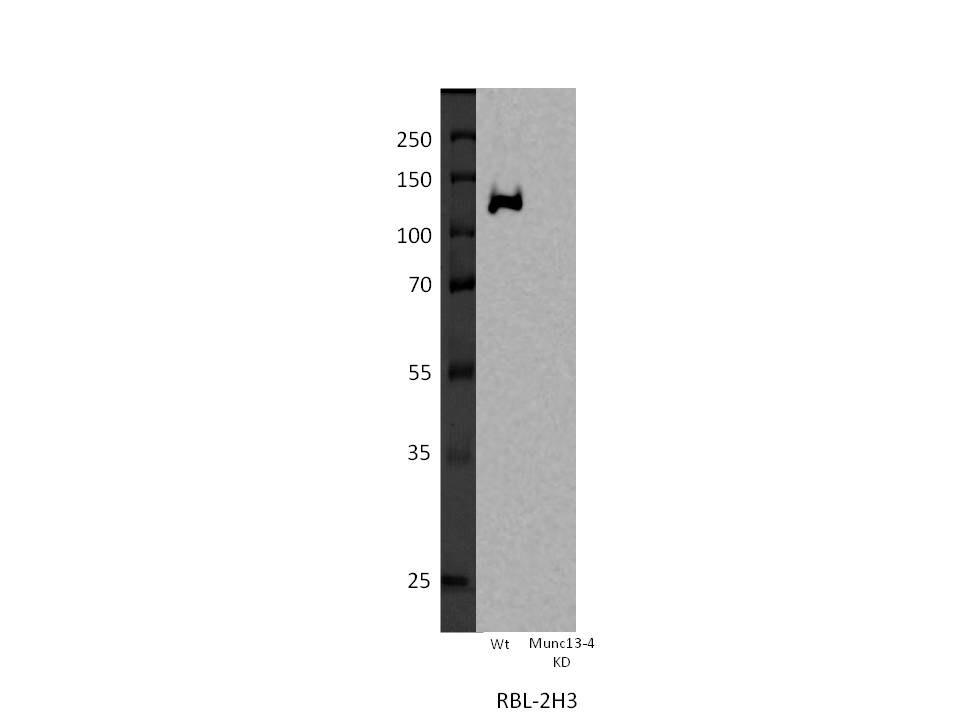 UNC13D/Munc 13-4 Antibody NB100-41385