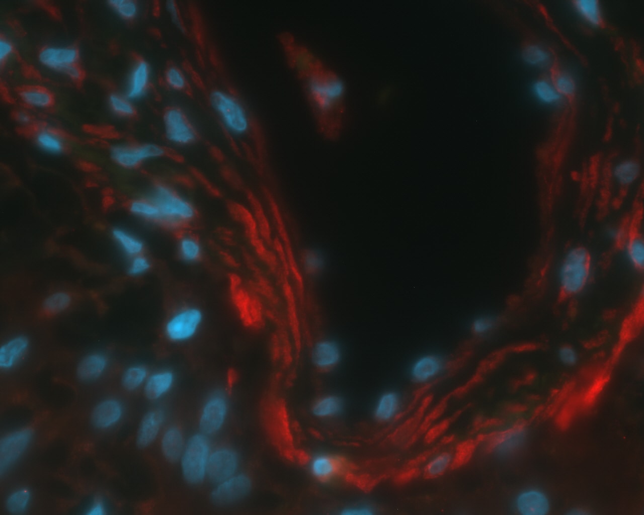 Carbonic Anhydrase IX/CA9 Antibody - BSA Free NB100-417