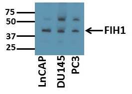 FIH-1/HIF-1AN Antibody - BSA Free NB100-428