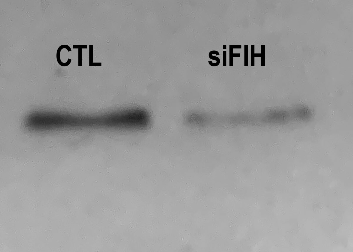 FIH-1/HIF-1AN Antibody - BSA Free NB100-428