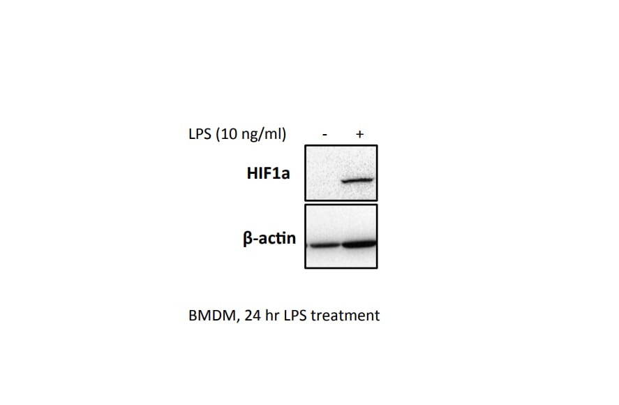HIF-1 alpha Antibody NB100-449