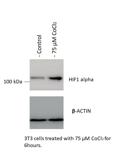 HIF-1 alpha Antibody NB100-449