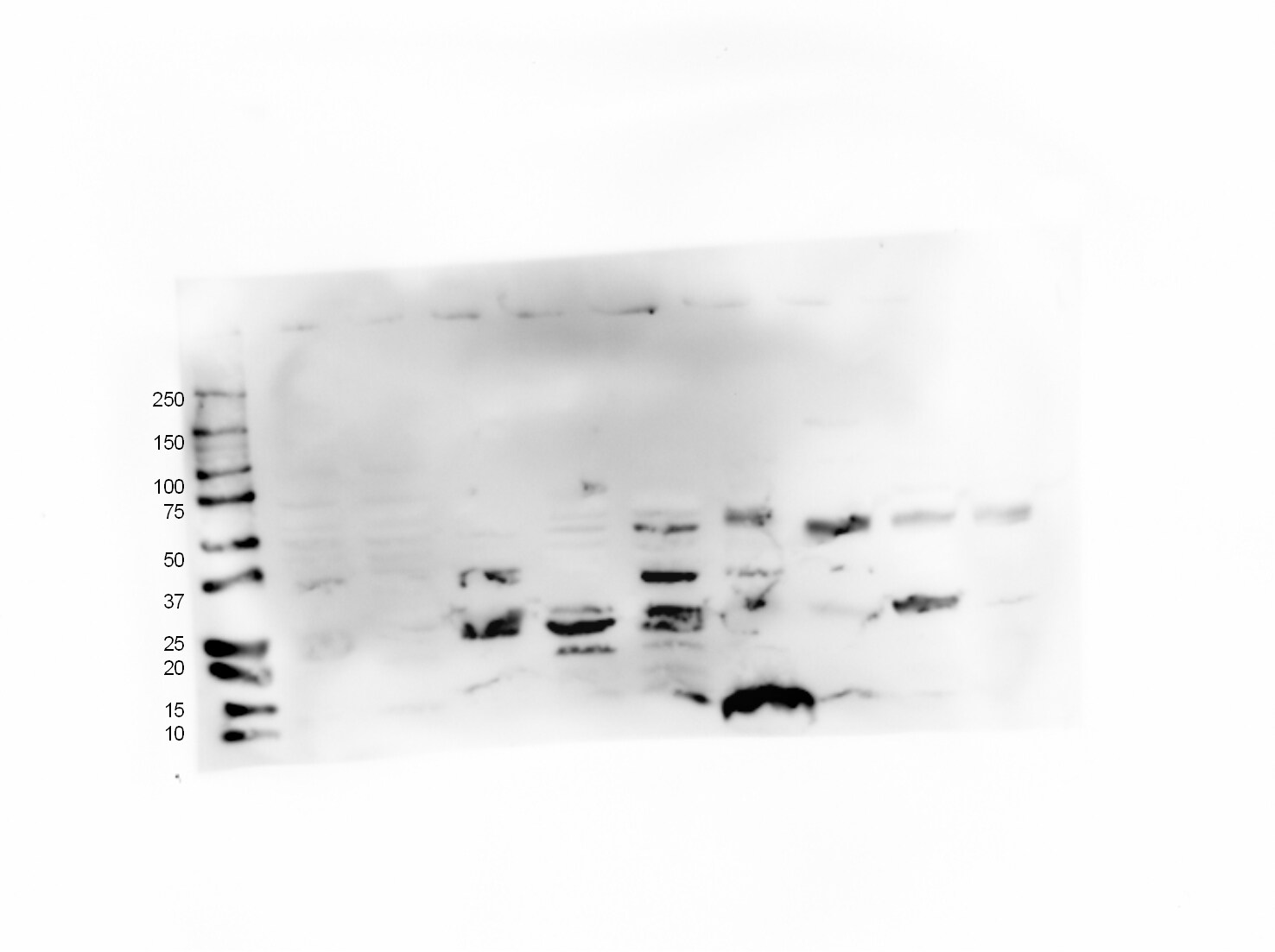 WRN Antibody - BSA Free NB100-472