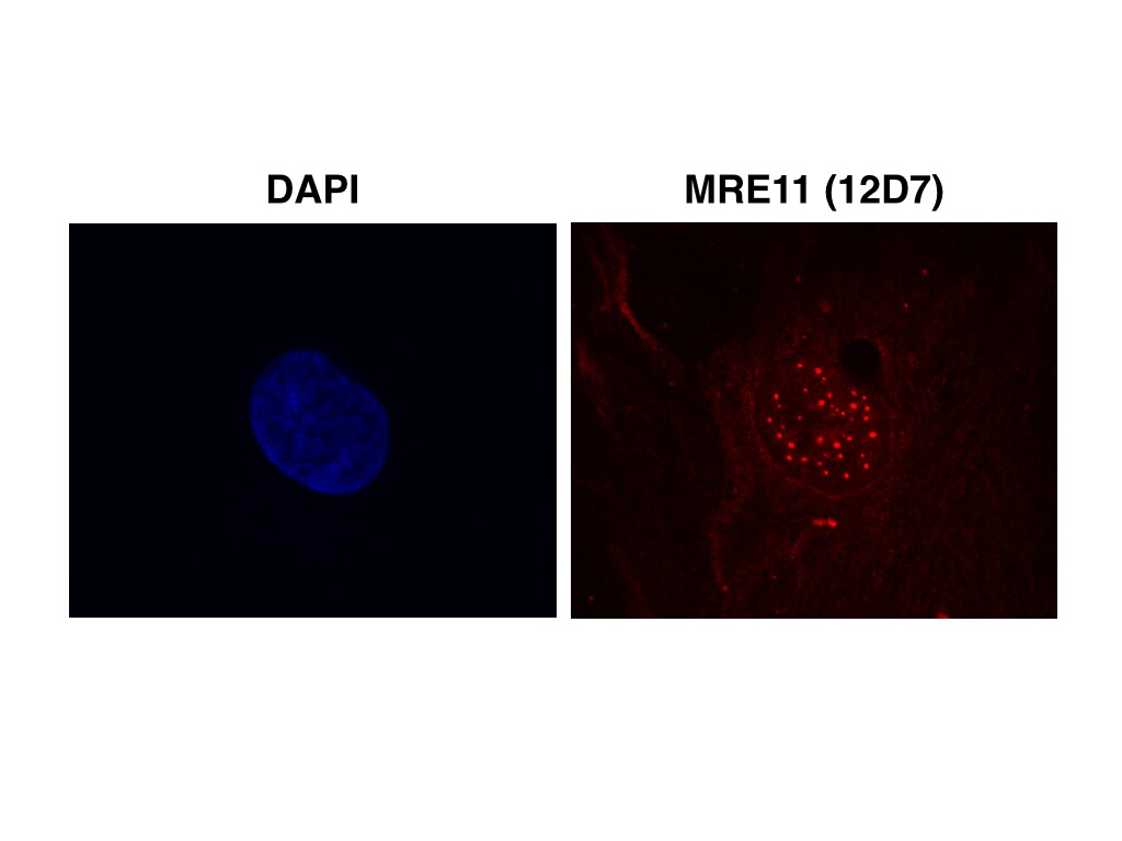 Mre11 Antibody (12D7) - Azide and BSA Free NB100-473