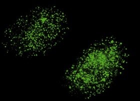 Mre11 Antibody (12D7) - Azide and BSA Free NB100-473