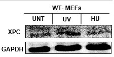 XPC Antibody (3.26) - Azide and BSA Free NB100-477