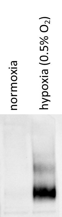 HIF-1 alpha Antibody - BSA Free NB100-479