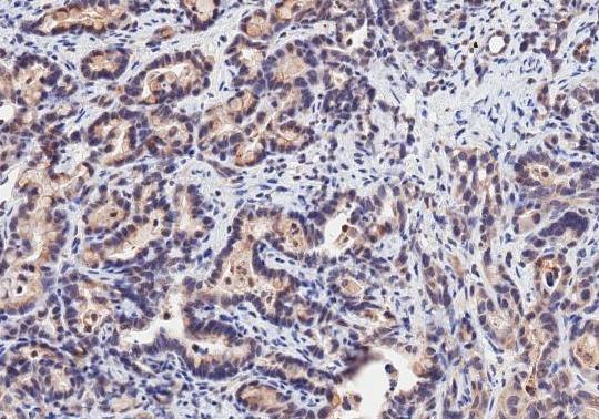 HIF-1 alpha Antibody - BSA Free NB100-479