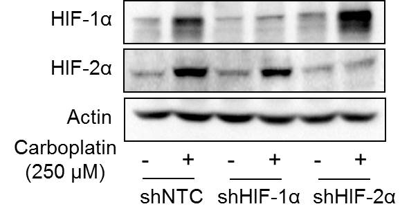 HIF-1 alpha Antibody - BSA Free NB100-479