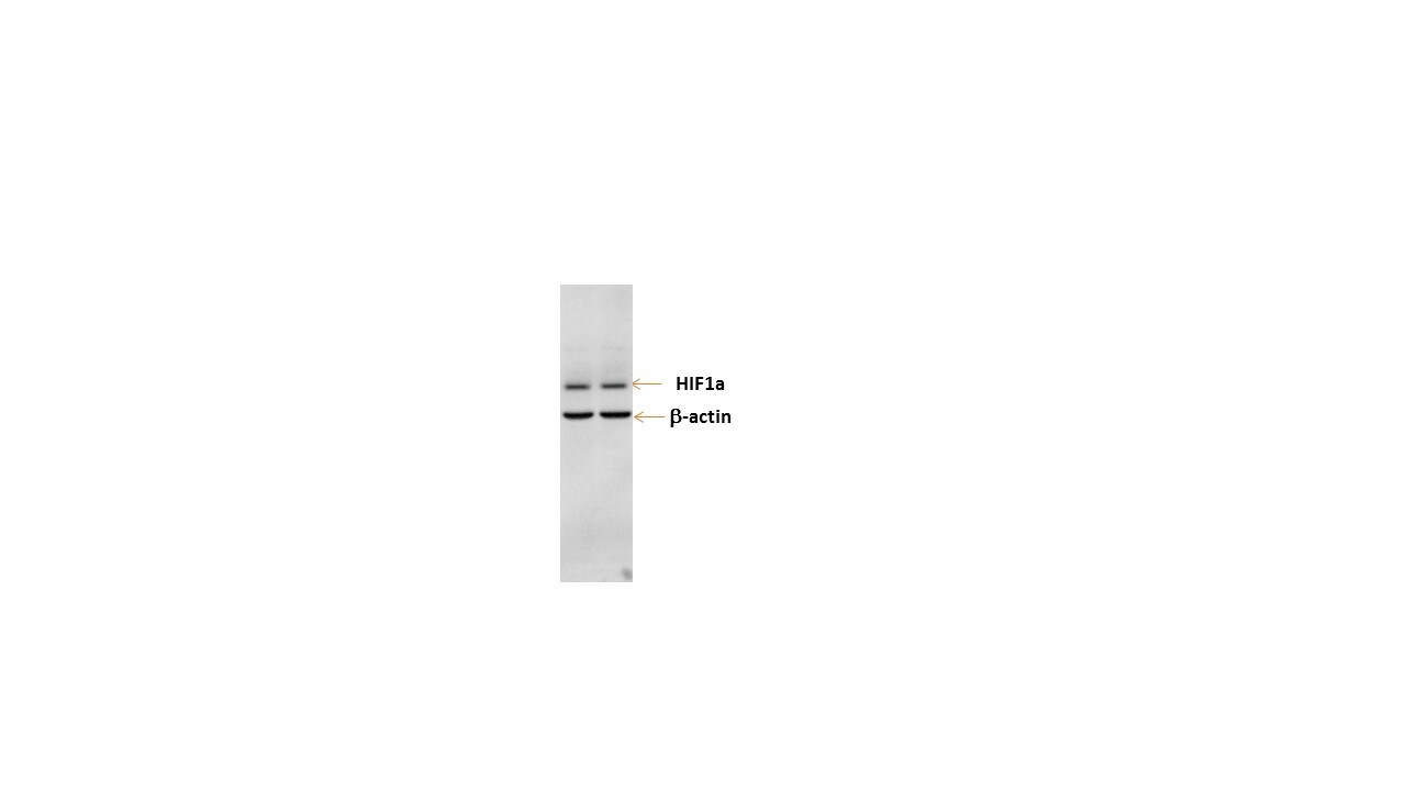 HIF-1 alpha Antibody - BSA Free NB100-479