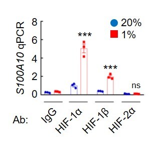HIF-1 alpha Antibody - BSA Free NB100-479