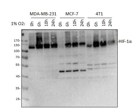 HIF-1 alpha Antibody - BSA Free NB100-479