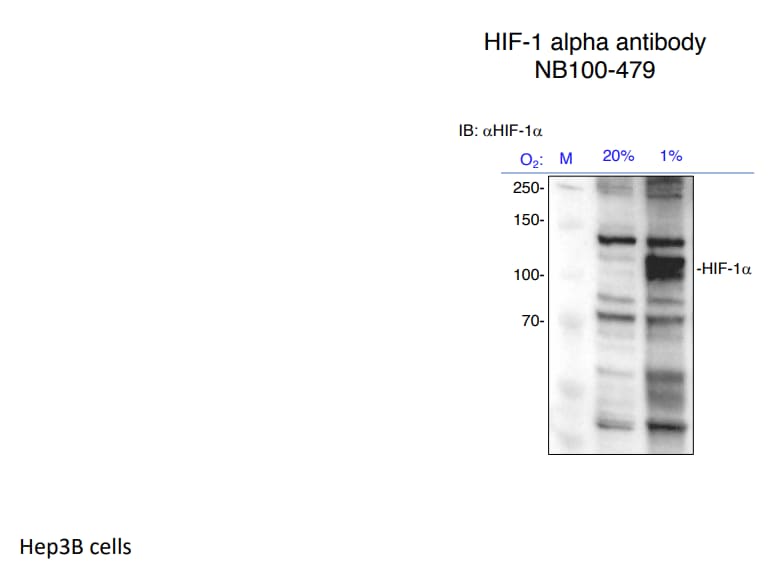 HIF-1 alpha Antibody - BSA Free NB100-479