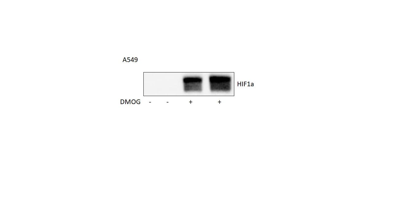 HIF-1 alpha Antibody - BSA Free NB100-479