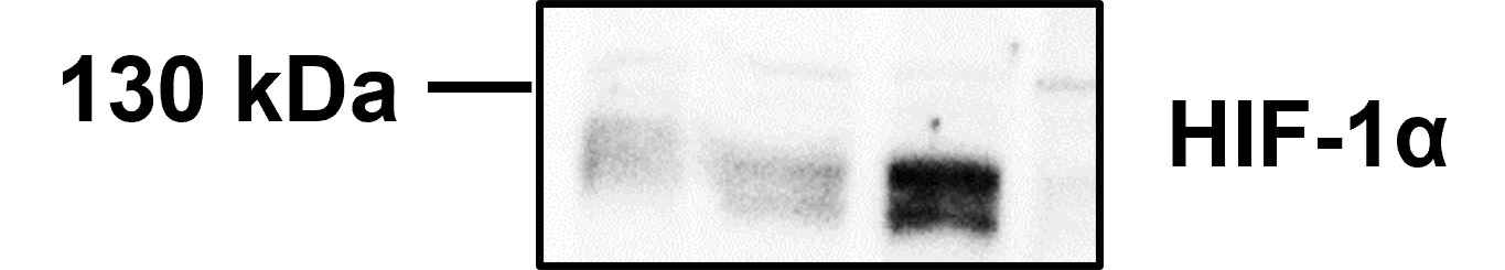 HIF-1 alpha Antibody - BSA Free NB100-479
