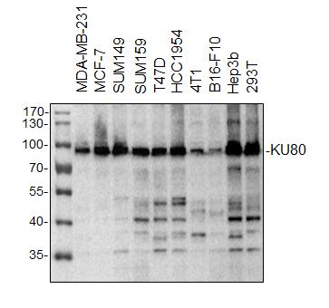 Ku80/XRCC5 Antibody - BSA Free NB100-508