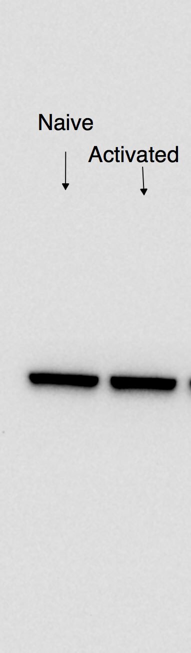 EIF3C Antibody - BSA Free NB100-511
