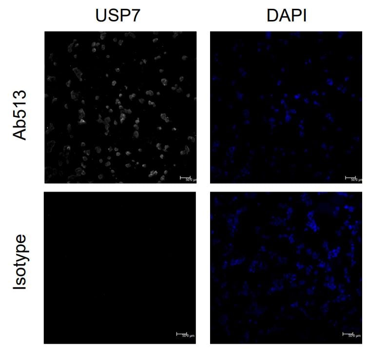 USP7 Antibody - BSA Free NB100-513