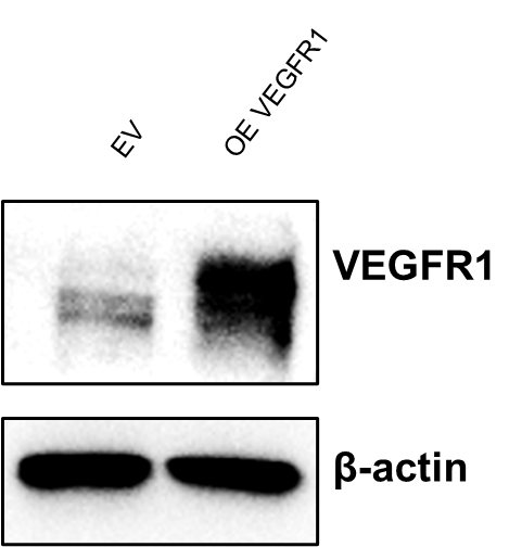 VEGFR1/Flt-1 Antibody - BSA Free NB100-527