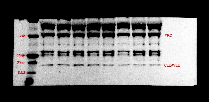 Caspase-3 Antibody - (Pro and Active) - BSA Free NB100-56112