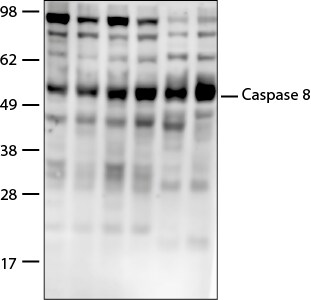 Caspase-8 Antibody - BSA Free NB100-56116