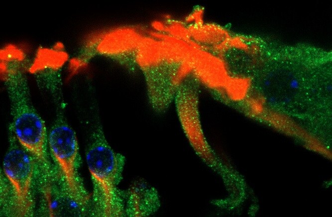 Cre Antibody - BSA Free NB100-56135