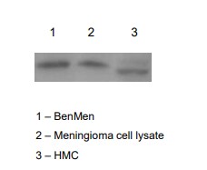 PTPN13/PTPL1 Antibody - BSA Free NB100-56139