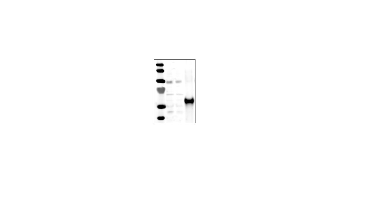 XIAP Antibody - BSA Free NB100-56183