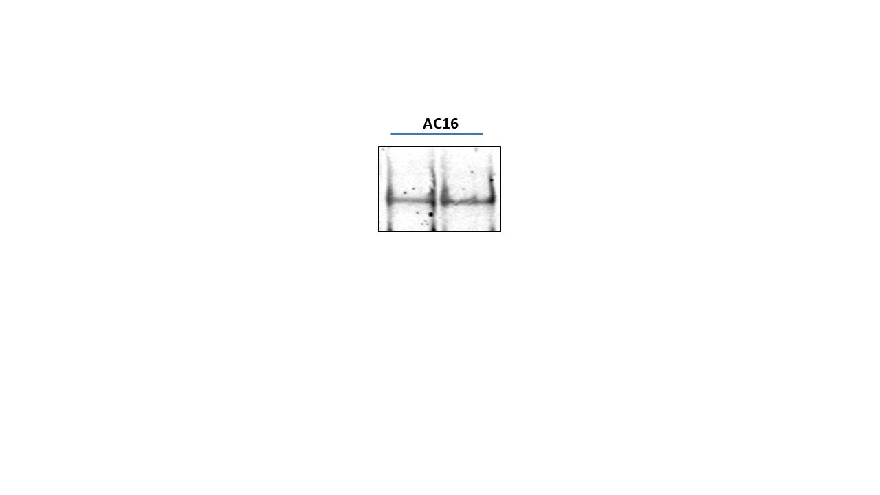 XIAP Antibody - BSA Free NB100-56183