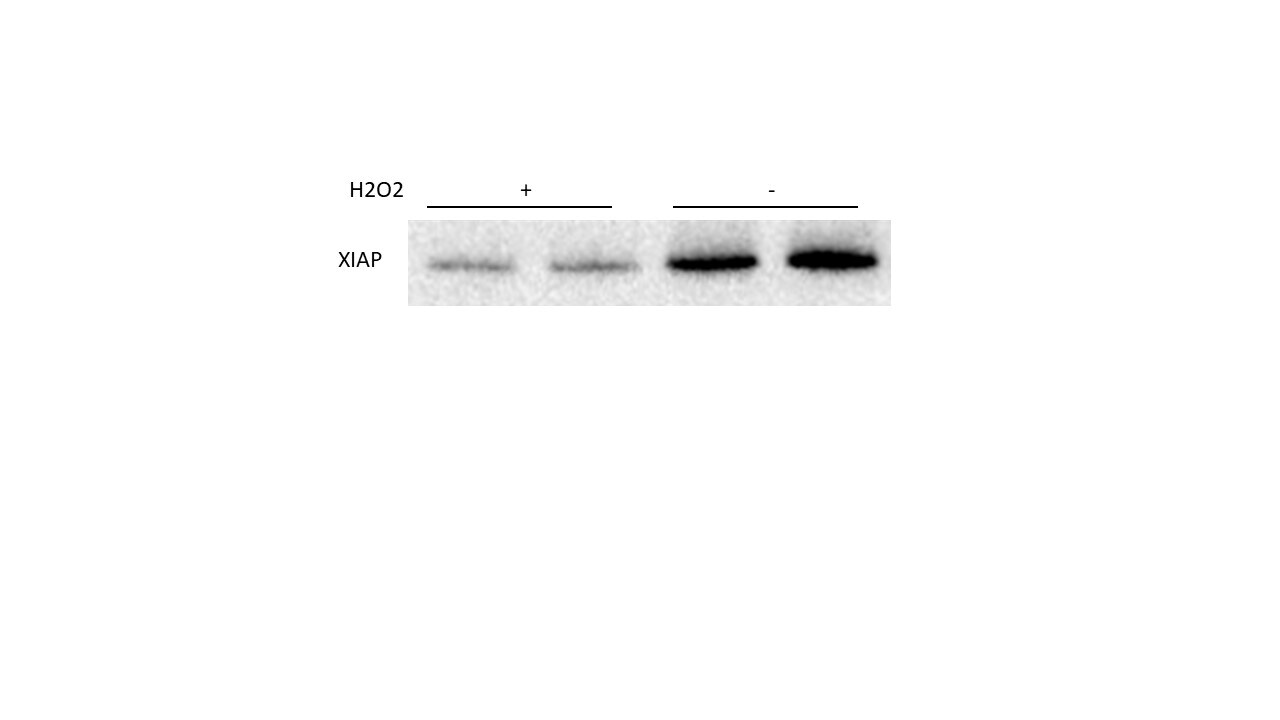XIAP Antibody - BSA Free NB100-56183