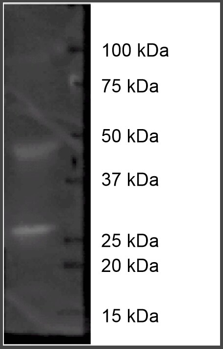 HDAC1 Antibody - BSA Free NB100-56340