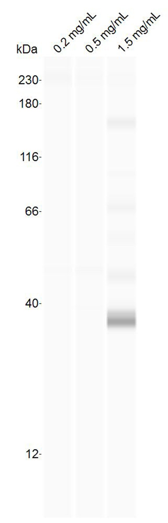 HDAC11 Antibody - BSA Free NB100-56382