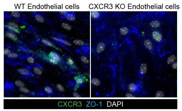CXCR3 Antibody - BSA Free NB100-56404