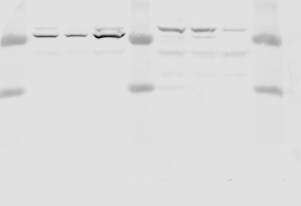 CXCR4 Antibody - BSA Free NB100-56437