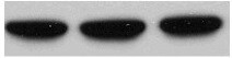 SMAD6 Antibody - BSA Free NB100-56440